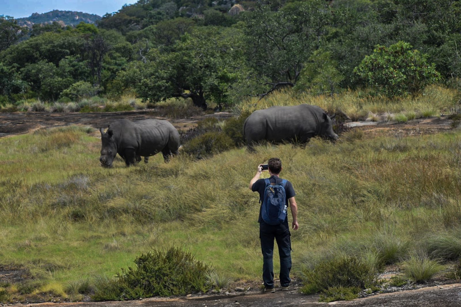 White rhino in Matobo National Park during a guided tracking walk