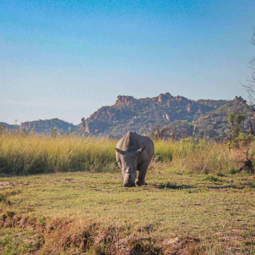 A white rhino grazing on open ground, with granite kopjes rising behind
