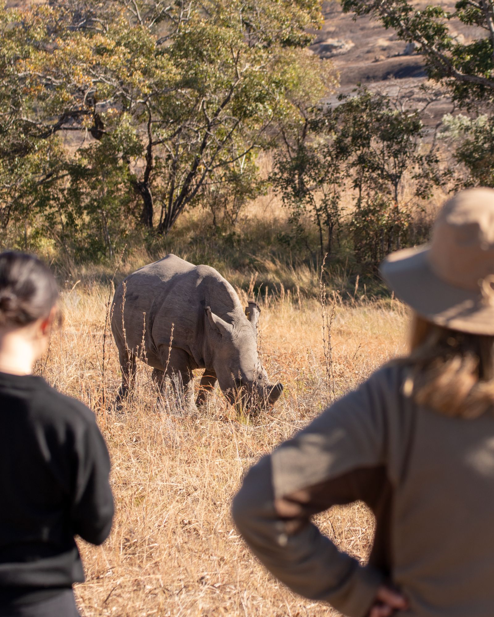 Guided rhino tracking walk on a dry-season morning
