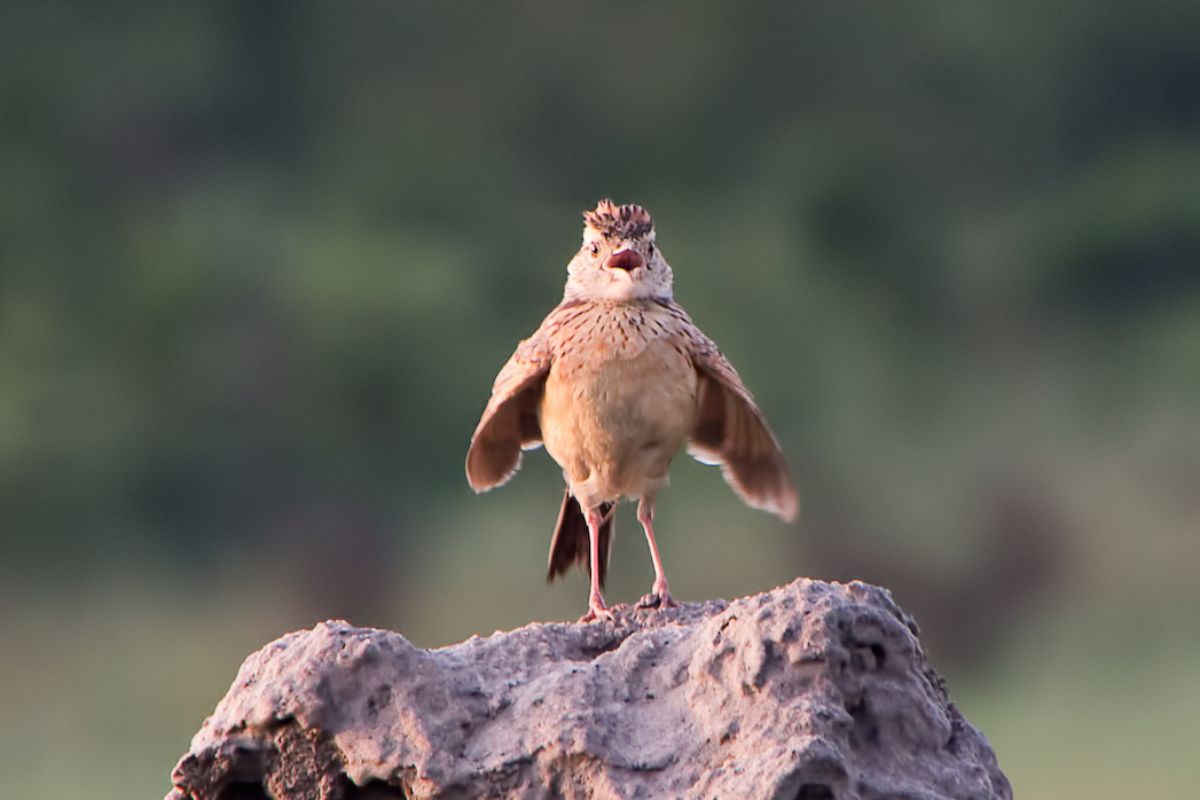 Crested lark calling from granite in the Matobo Hills