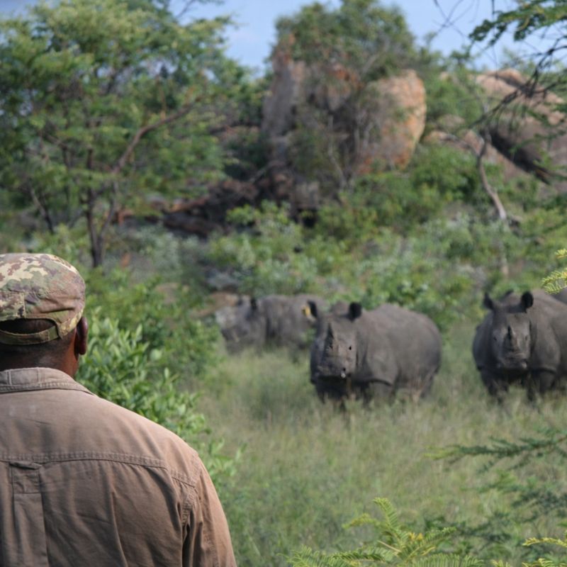 Guide and rhino during a Matobo rhino tracking walk