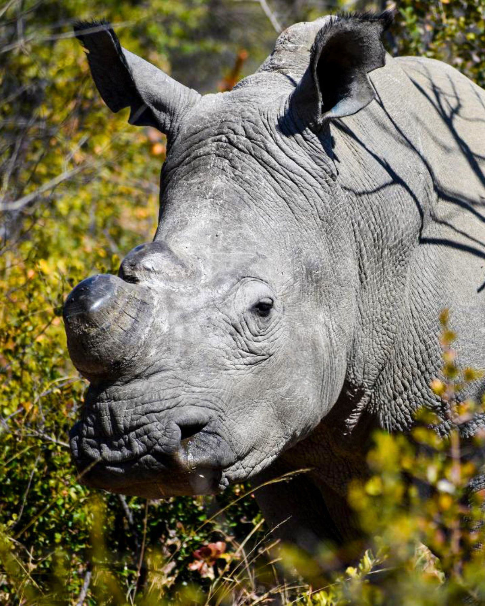 White rhino seen close in the Matobo bush during tracking season