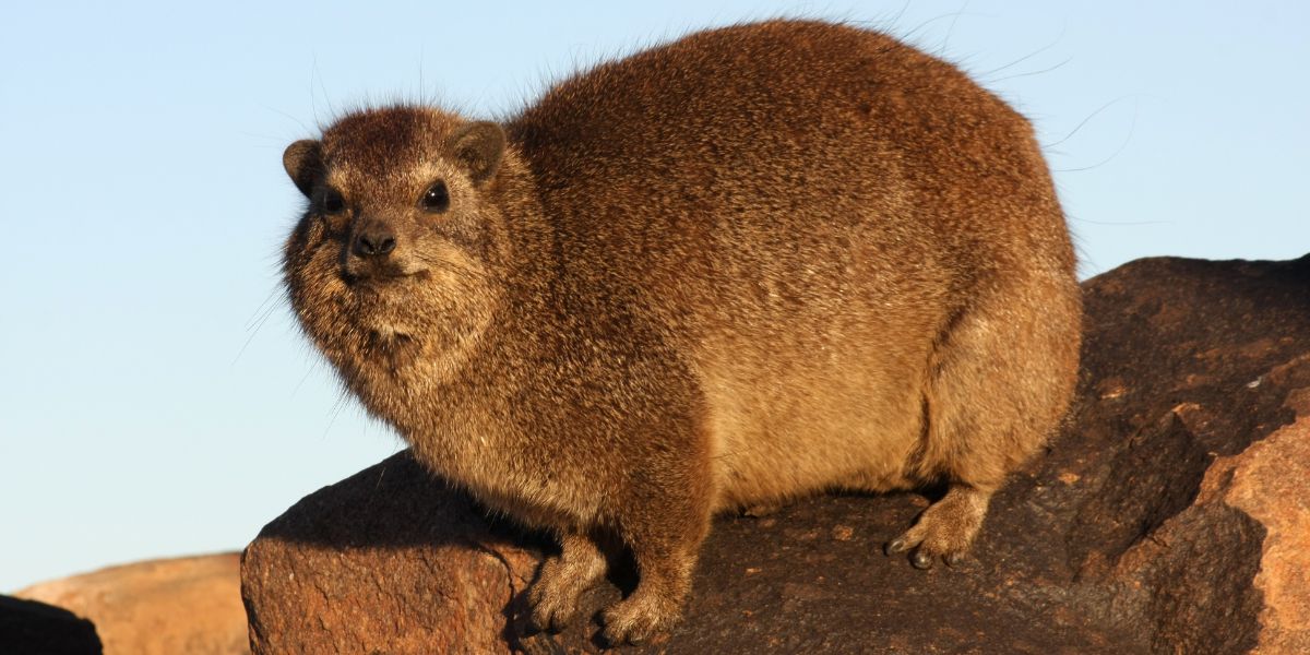 Matobo Hills wildlife habitat with golden savanna grass and granite kopjes