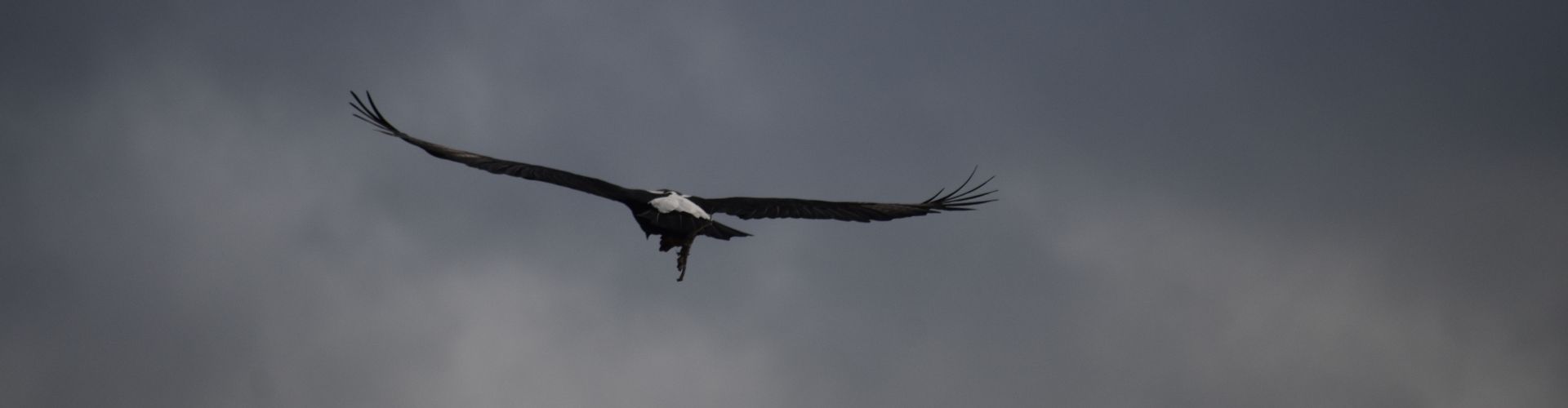 Verreaux's Eagle flying into storm clouds over Matobo
