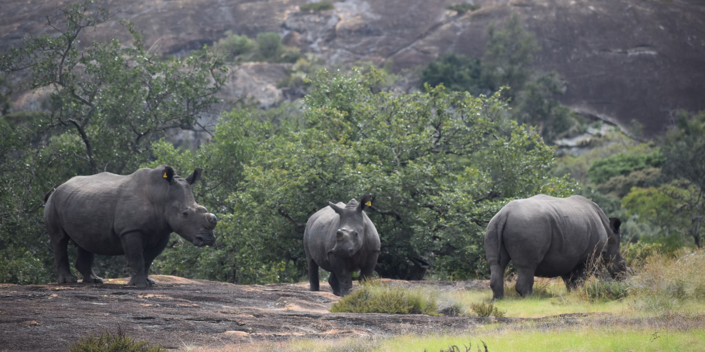 A white rhino grazing beneath granite kopjes