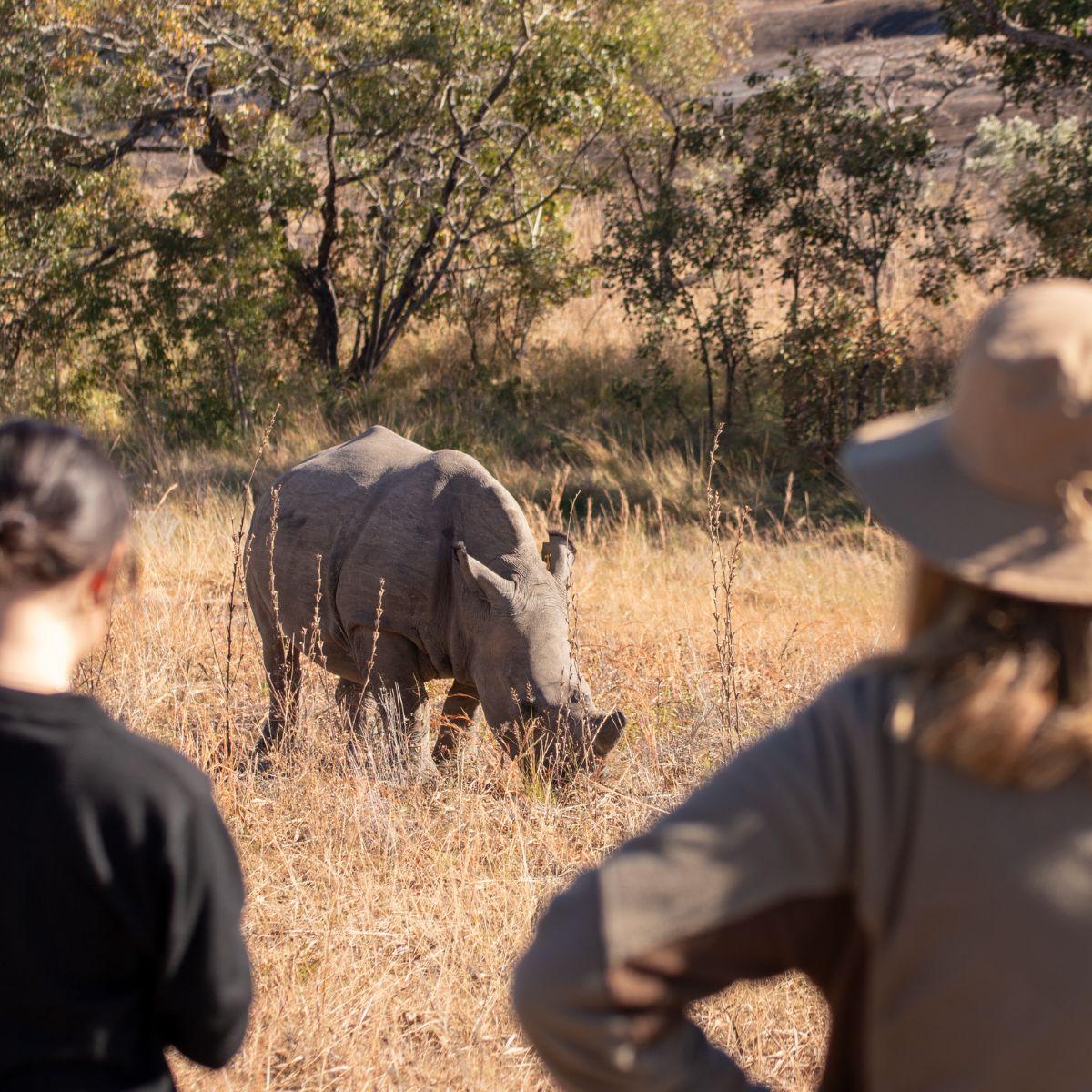 Rhino at first light, Matobo National Park