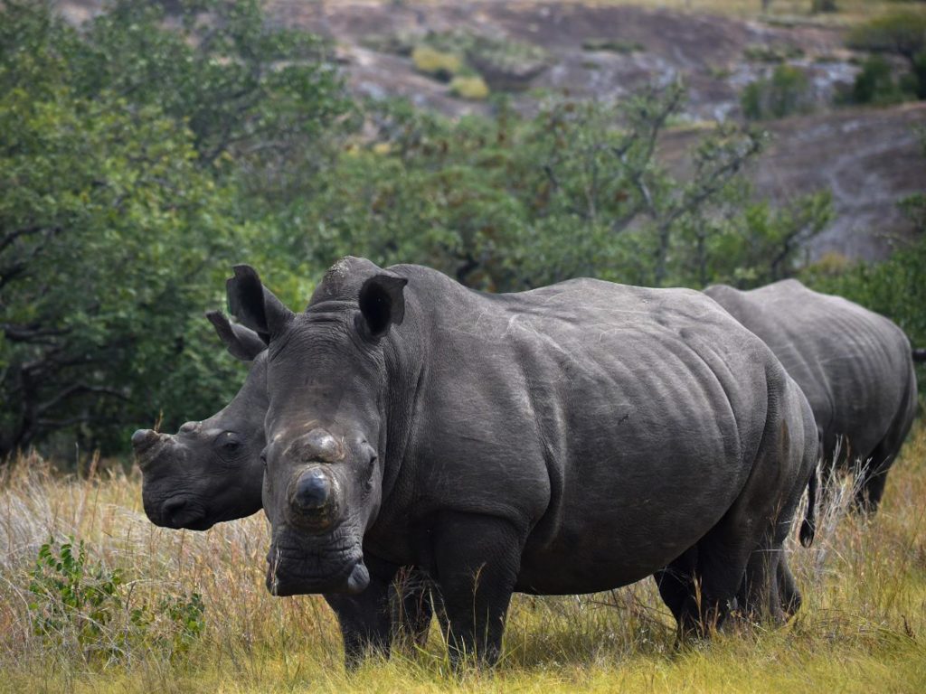 White rhino in the Matobo Hills wilderness