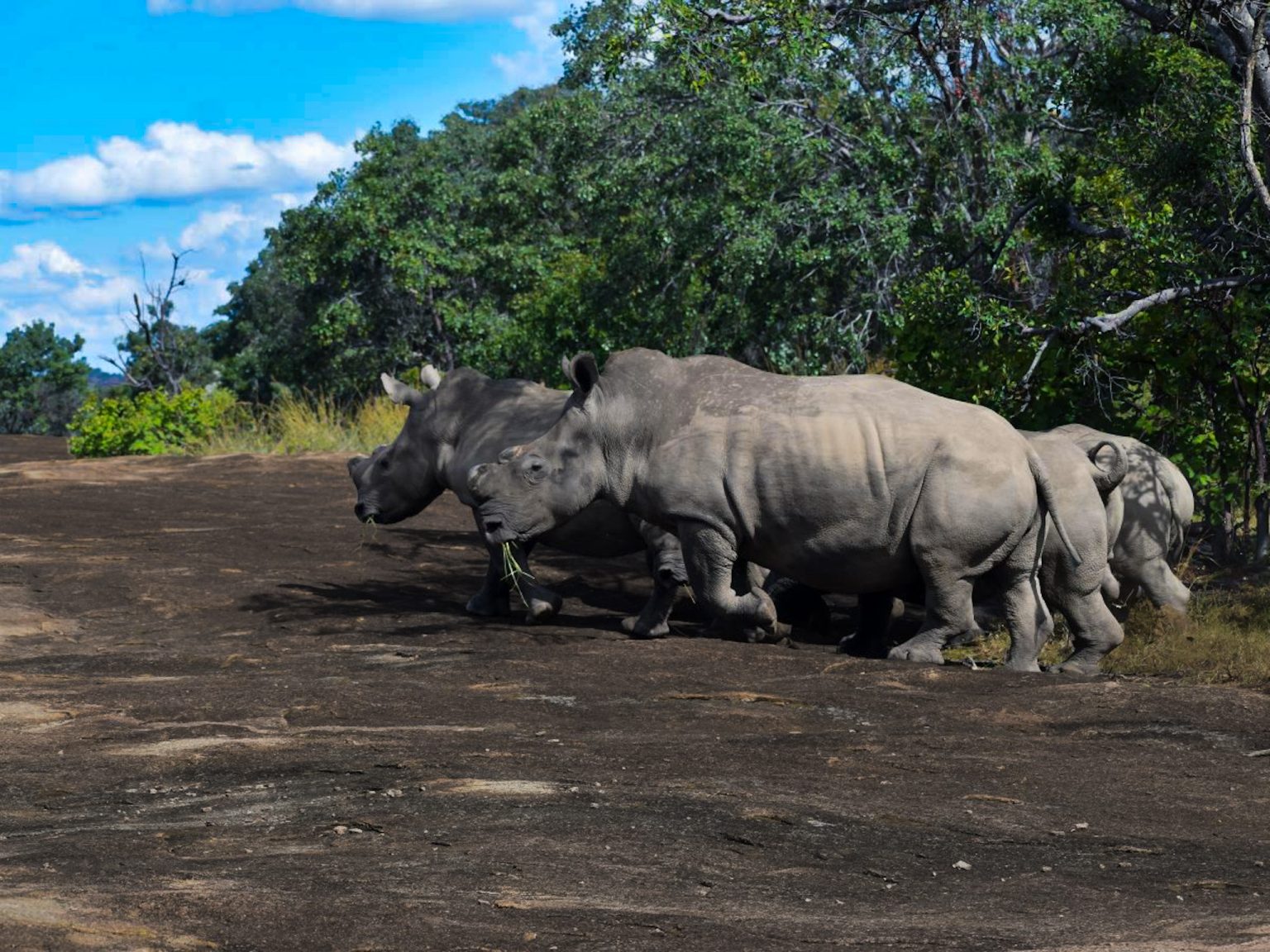 Four white rhino walking across a sheet of bare granite at the edge of the bush