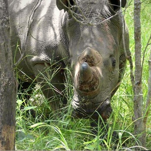 White rhino seen while tracking on foot in Matobo