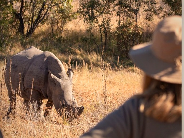 White rhino seen during guided tracking in Matobo